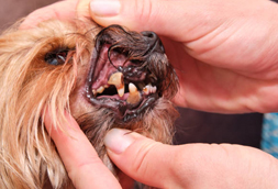Brandermill Dog Dentist