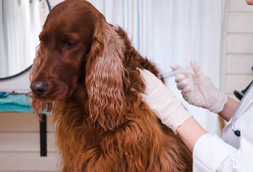 Dog Vaccinations in Broadlands