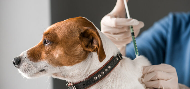 dog vaccination clinic