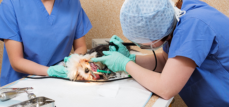 Issue animal hospital veterinary surgical-process