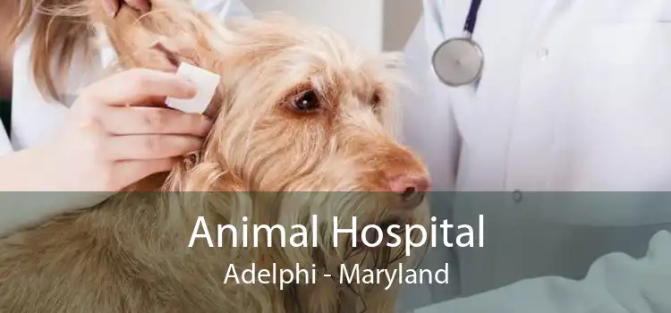 Animal Hospital Adelphi - Maryland