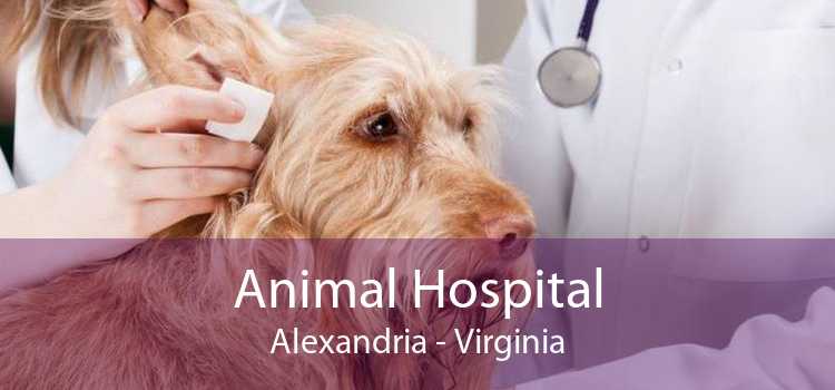 Animal Hospital Alexandria - Virginia