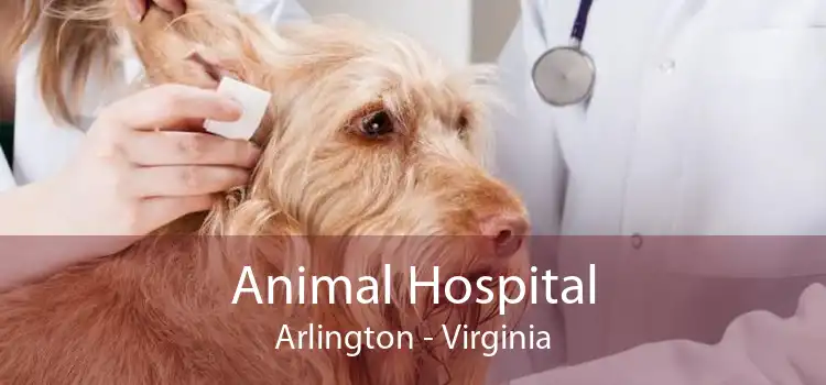 Animal Hospital Arlington - Virginia