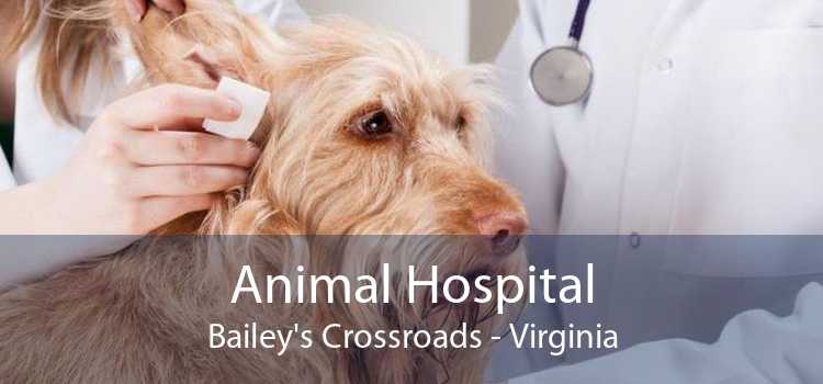 Animal Hospital Bailey's Crossroads - Virginia