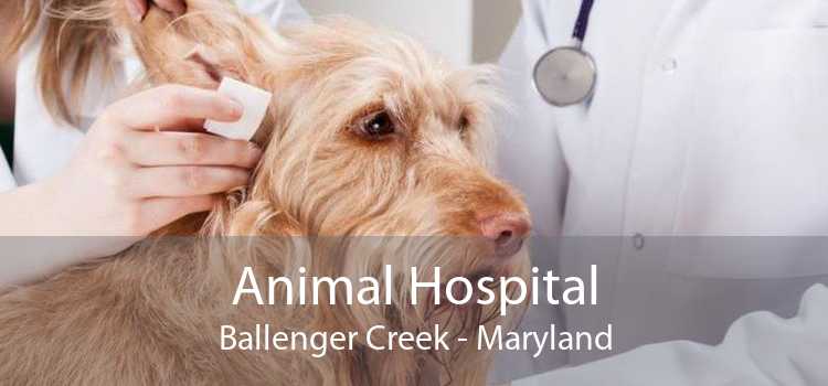 Animal Hospital Ballenger Creek - Maryland