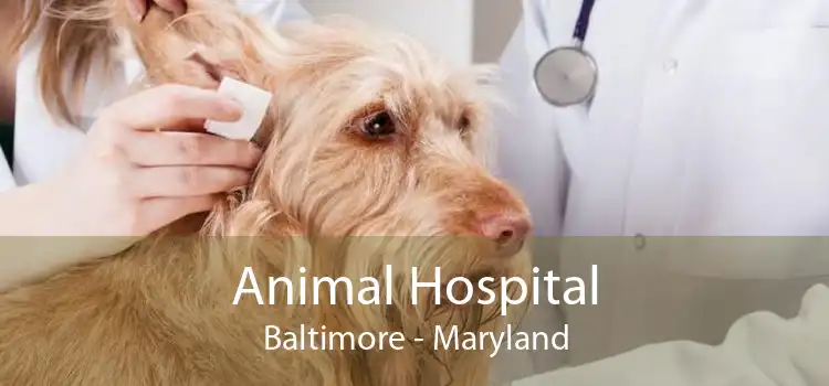 Animal Hospital Baltimore - Maryland