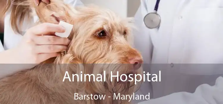 Animal Hospital Barstow - Maryland