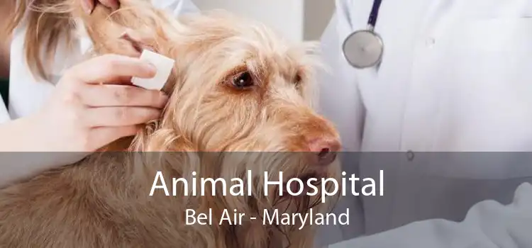 Animal Hospital Bel Air - Maryland