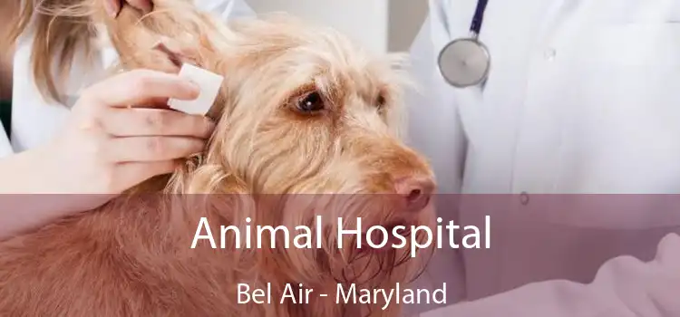 Animal Hospital Bel Air - Maryland