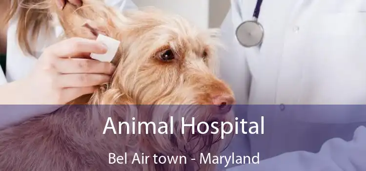 Animal Hospital Bel Air town - Maryland