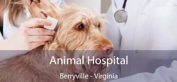 Animal Hospital Berryville - Virginia