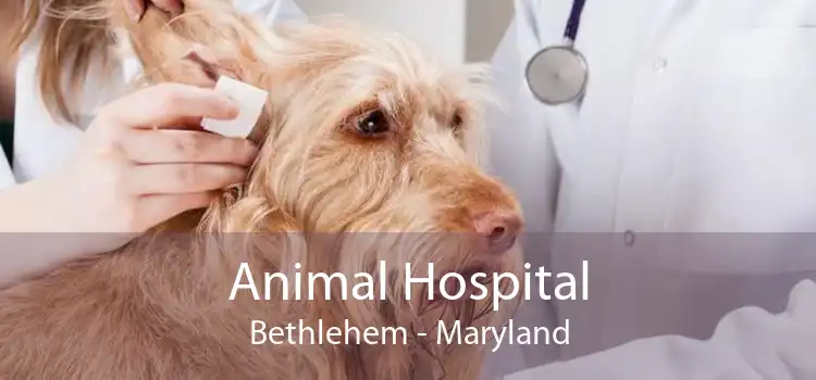 Animal Hospital Bethlehem - Maryland
