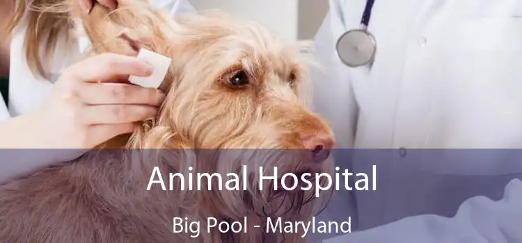 Animal Hospital Big Pool - Maryland