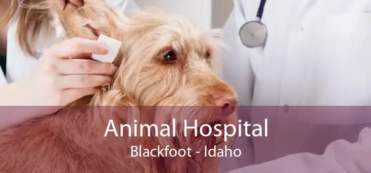 Animal Hospital Blackfoot - Idaho