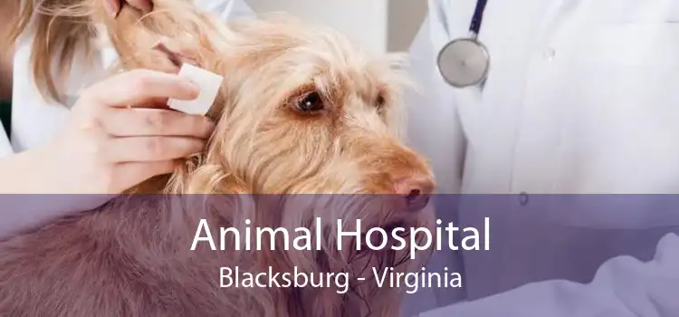 Animal Hospital Blacksburg - Virginia