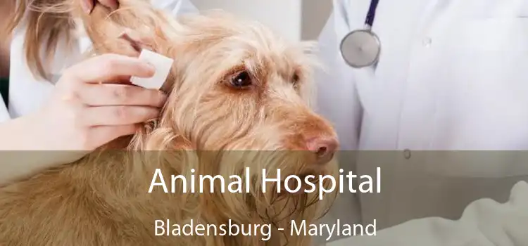 Animal Hospital Bladensburg - Maryland