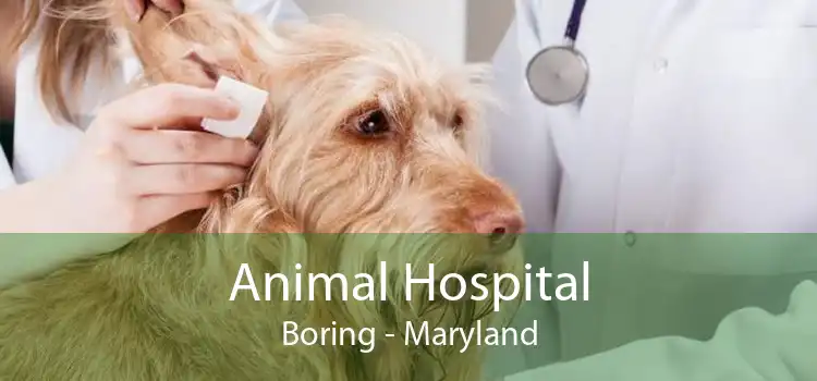 Animal Hospital Boring - Maryland