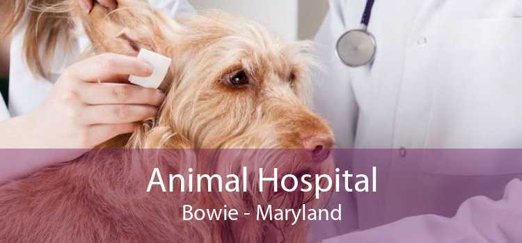 Animal Hospital Bowie - Maryland