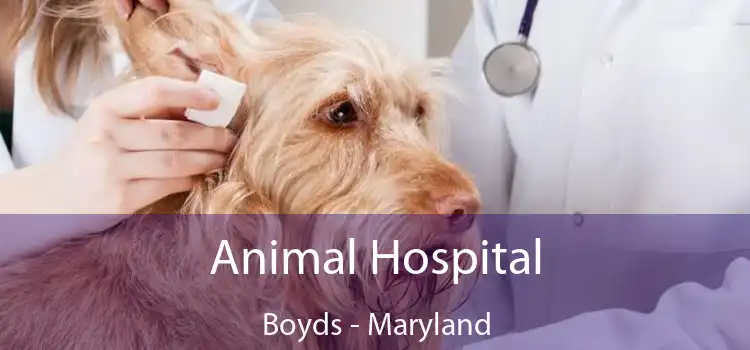 Animal Hospital Boyds - Maryland