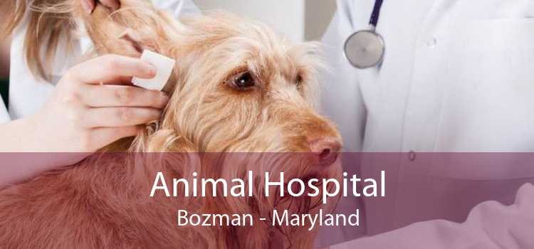 Animal Hospital Bozman - Maryland