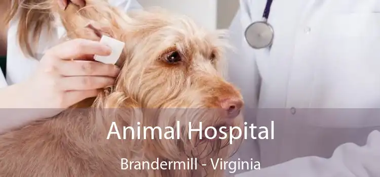 Animal Hospital Brandermill - Virginia