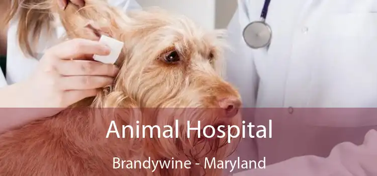 Animal Hospital Brandywine - Maryland