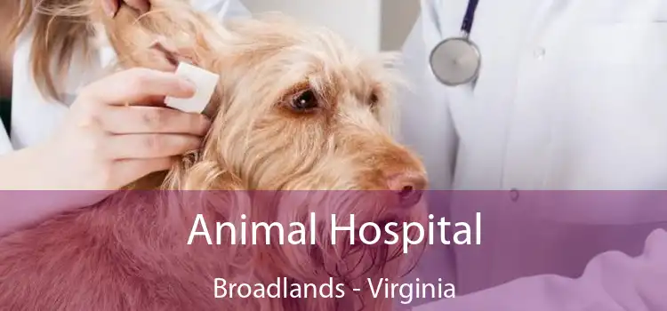 Animal Hospital Broadlands - Virginia