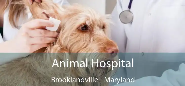 Animal Hospital Brooklandville - Maryland