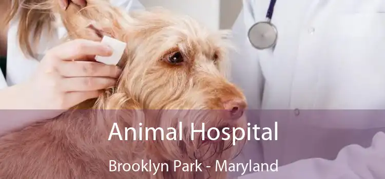 Animal Hospital Brooklyn Park - Maryland