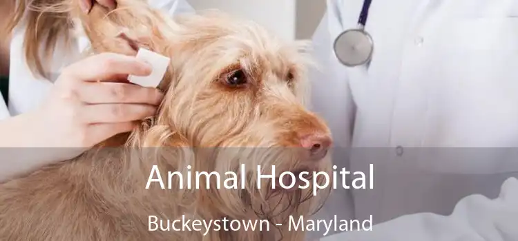 Animal Hospital Buckeystown - Maryland