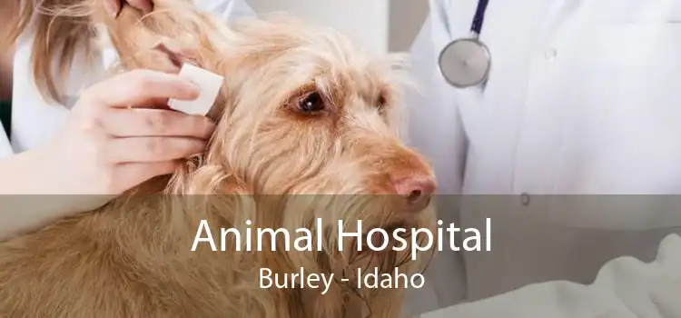 Animal Hospital Burley - Idaho