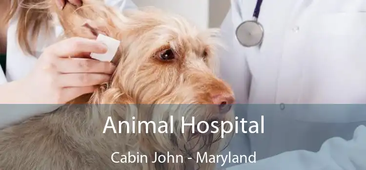 Animal Hospital Cabin John - Maryland