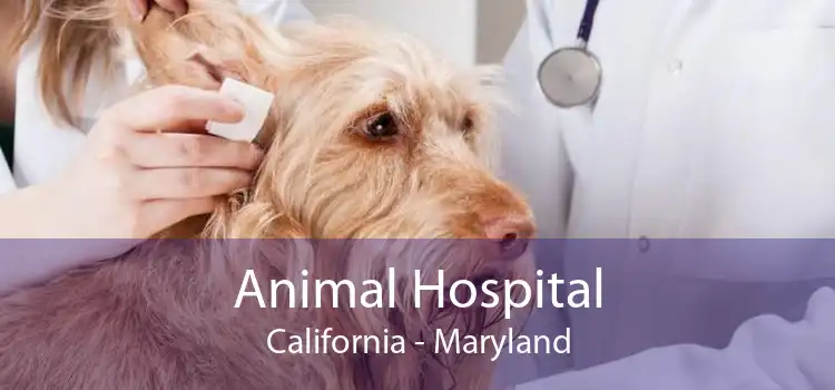 Animal Hospital California - Maryland