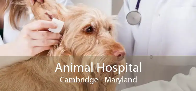 Animal Hospital Cambridge - Maryland