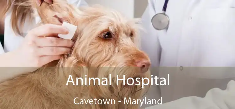 Animal Hospital Cavetown - Maryland