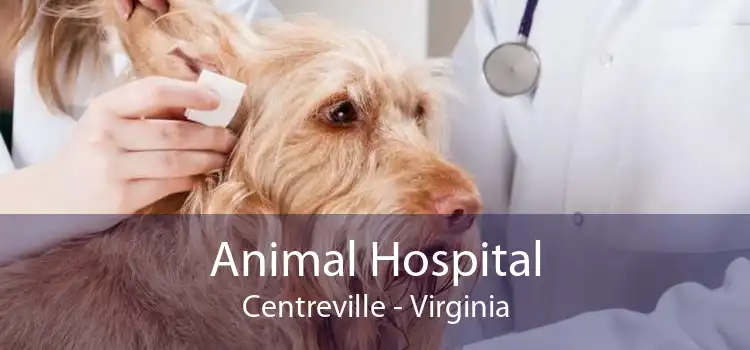 Animal Hospital Centreville - Virginia