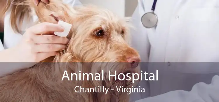 Animal Hospital Chantilly - Virginia