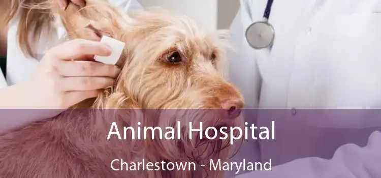 Animal Hospital Charlestown - Maryland