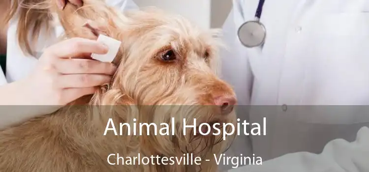 Animal Hospital Charlottesville - Virginia