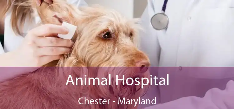 Animal Hospital Chester - Maryland