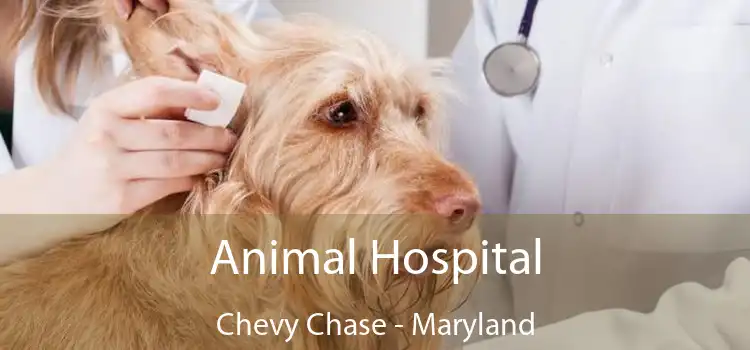 Animal Hospital Chevy Chase - Maryland