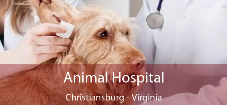 Animal Hospital Christiansburg - Virginia