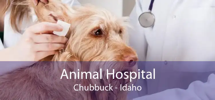 Animal Hospital Chubbuck - Idaho