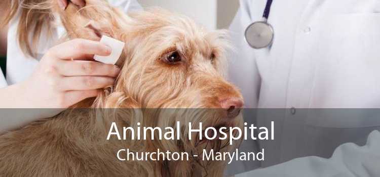 Animal Hospital Churchton - Maryland