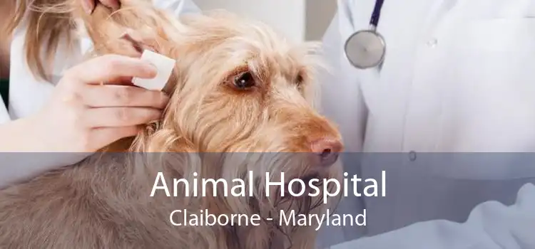 Animal Hospital Claiborne - Maryland