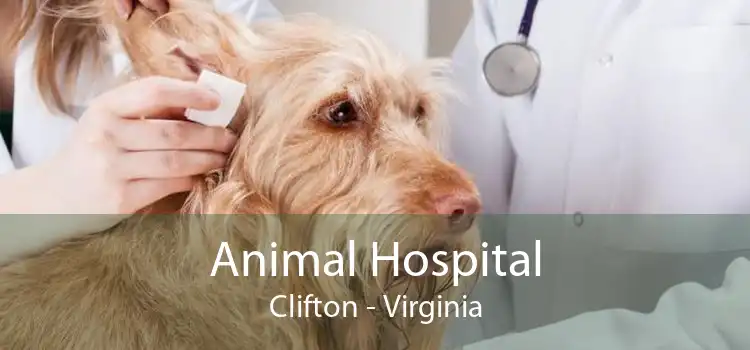 Animal Hospital Clifton - Virginia