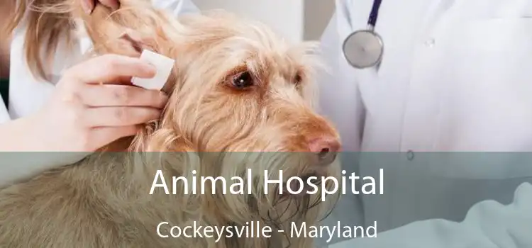 Animal Hospital Cockeysville - Maryland