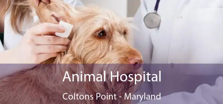Animal Hospital Coltons Point - Maryland