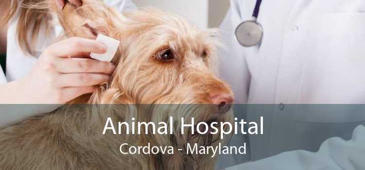 Animal Hospital Cordova - Maryland