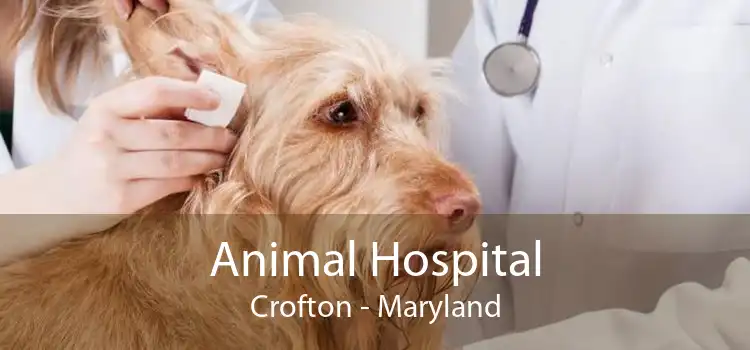Animal Hospital Crofton - Maryland